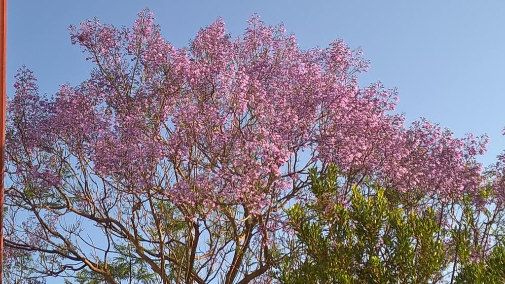La Jacaranda Sant'Antioco Exterior foto